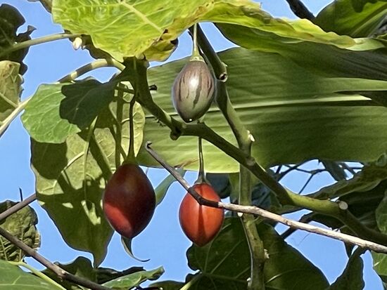 Tamarillos - Baumtomaten