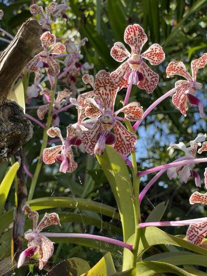 Die Orchideen wachsen auf einem alten Gartenzaun.