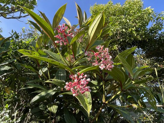 Medinilla Magnifica heisst dieser wunderbare Strauch