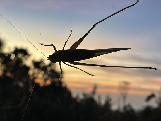 Der Grashüpfer war ziemlich gross, aber ausserhalb der Glasscheibe