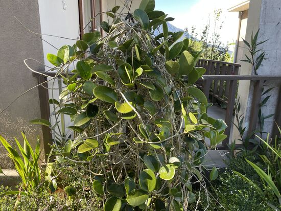 Eine Wachsblume, leider trägt sie im Moment keine einzige Blume