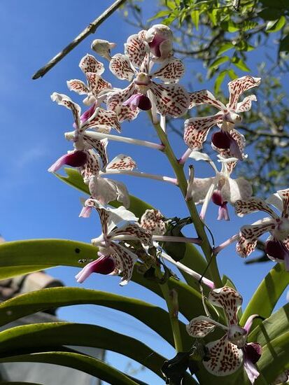 Eine wunderschöne Orchidee...