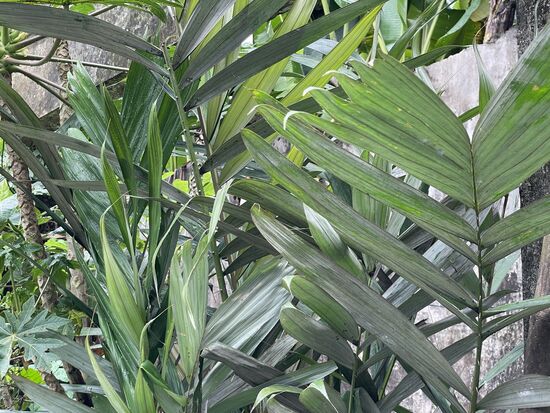 Blätter der Salakpalme