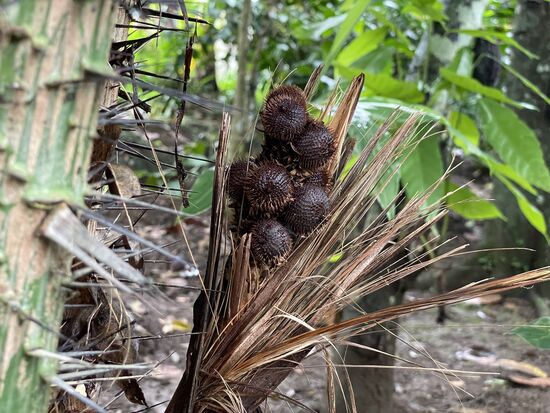 Salakfrüchte, eben erst noch degustiert