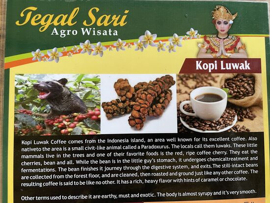 Die Beschreibung von Kopi Luwak