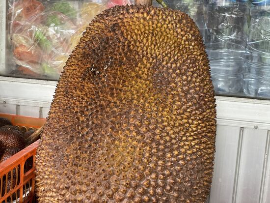 Jack-Frucht - ein speziell grosses Exemplar