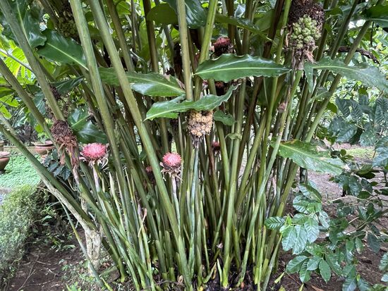 Galgant - dem Ingwer verwandt