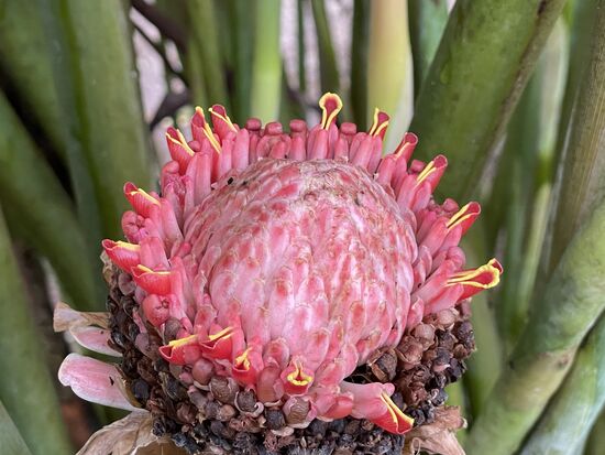 die Blume der Galgant-Pflanze ist wunderschön