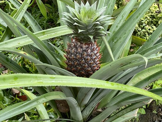 Ananas