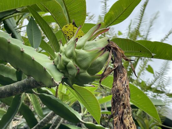 Pattaya, die Drachenfrucht wächst auf Kakteen.