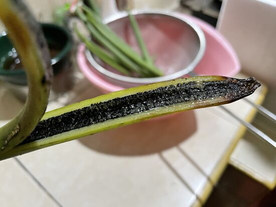 Diese Schote ist bereits offen, man kann sehen, dass die Samen jetzt schon schwarz sind.