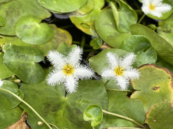 Nymphoides indica - Wasser Schneeflocke