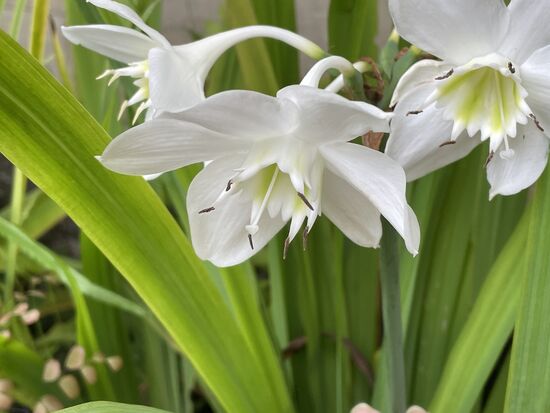 Eucharis Grandiflora - Amazonaslilie
