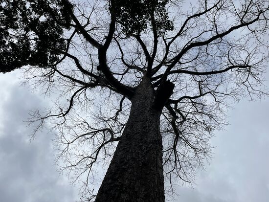 Die riesige Ceiba war schon vom Parkplatz aus zu sehen.