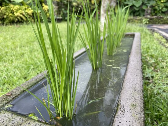 Mini-Reisfeld im Hotelgarten