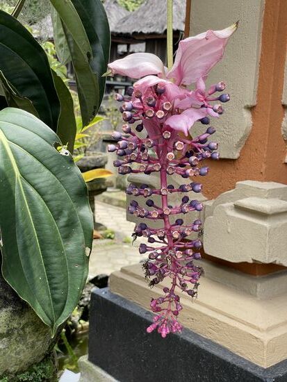 Medinilla