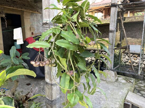 Eine Wachsblume Hoya Imperialis