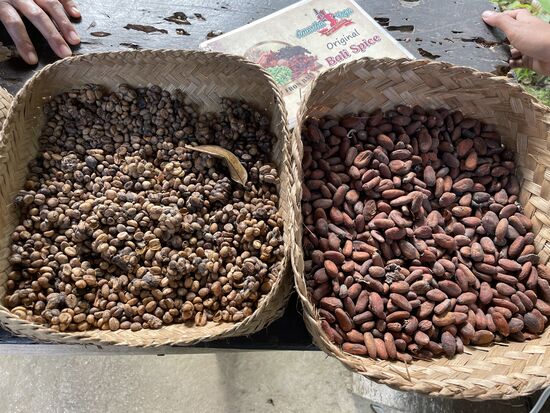 links die Kot-Bohnen - rechts Kakaobohnen