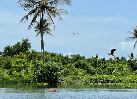 Erstaunlich viele Seeadler auf der Suche nach Beute.