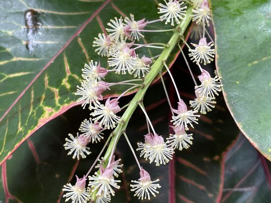 Kroton, eigentlich eine bekannte Pflanze aus unseren Blumentöpfen, die Blume habe ich noch nie gesehen.