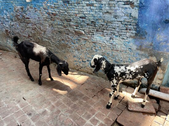 die zwei Ziegen leben direkt vor der Türe des Hostals