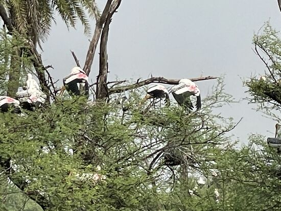 Buntstörche in den Bäumen