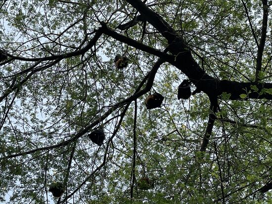 Flughunde hängen in den Bäumen