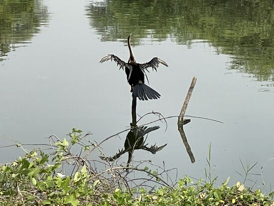 Ein Kormoran lässt seine Flügel trocknen