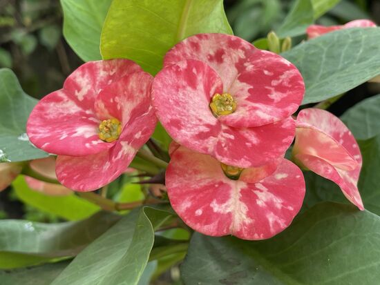 Im Garten blühen viele exotische Blumen