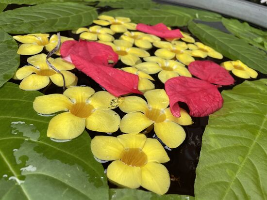 Die Wasserbecken vor dem Speisesaal werden immer wieder mit frischen Blumen bestückt.