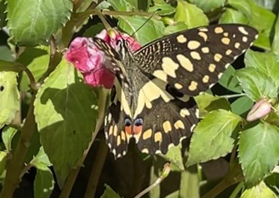 Bin immer auf der Suche nach fliegenden Blumen, aber sie wollen einfach nicht stillhalten.