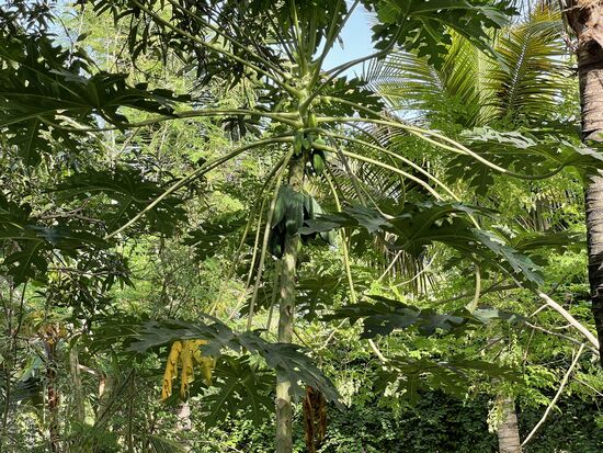 Papayas  - sie sind noch klein