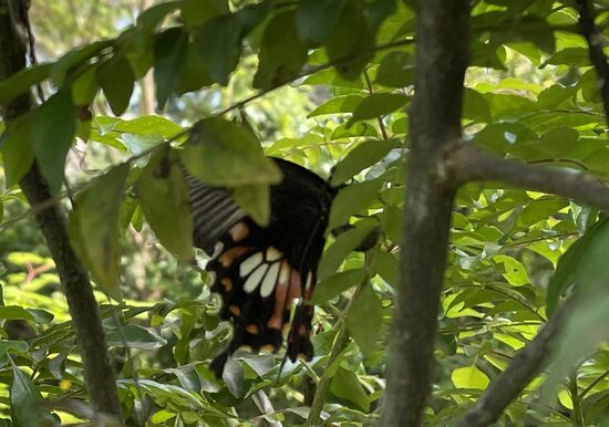 Er war der schönste, den ich hier gesehen habe, ich bin ihm fünf Minuten auf den Fersen gefolgt, aber er blieb nie richtig stehen...