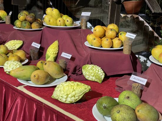 verschiedene Mangos. Grosse und kleine.