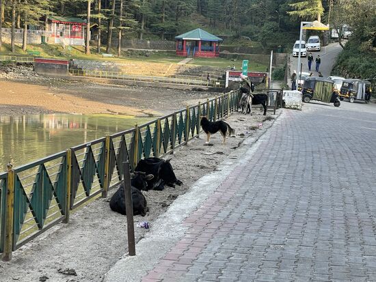 Kühe, Hunde und Ziegen am Strassenrand, ein ganz normales Bild.