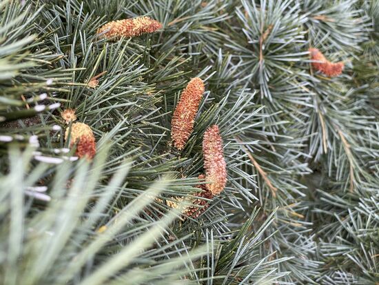 Blaufichten sind es, die hier vorwiegend wachsen.