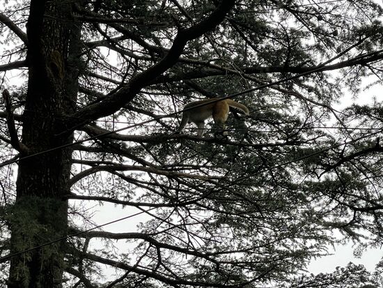 da oben hockt ein Affe... er ist weit genug entfernt, dass ich ihn fotografieren kann.