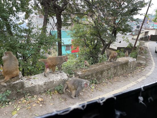 Aus dem Tuctuc getraue ich mich 