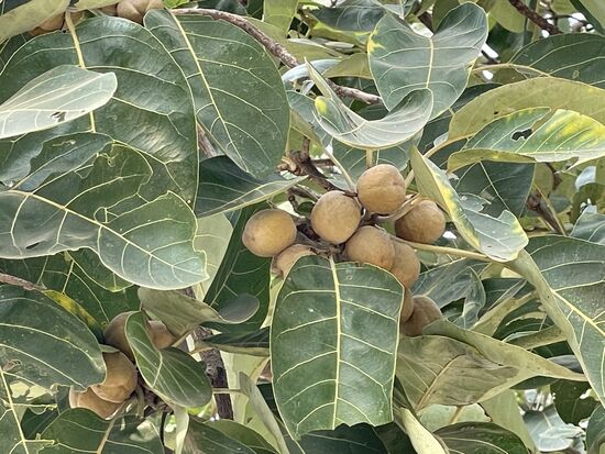 Vigus lutea - Rieselblättriger Ficus