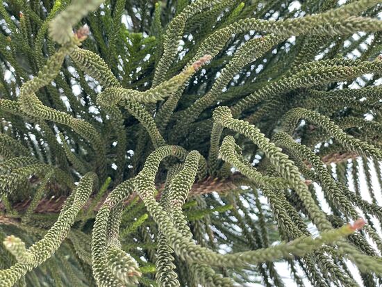 Araucaria heterophylla - Zimmertanne