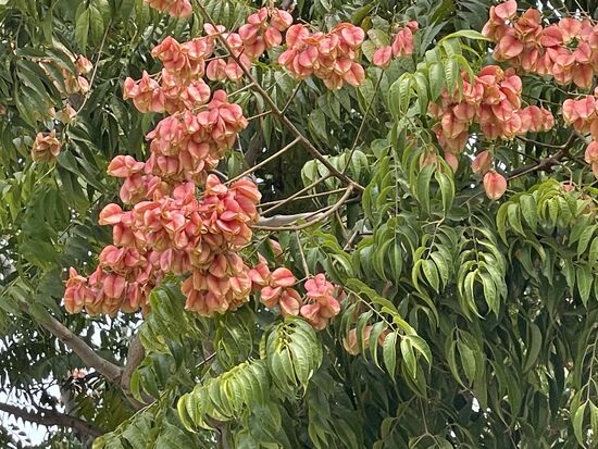 Koelreuteria elegans - chinesischer Flammenbaum