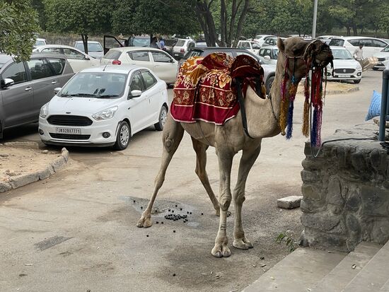 Ein Kamelritt wirkt in dieser Stadt wie eine Faust auf's Auge. Trotzdem stehen sie an verschiedenen Orten, die Kameltreiber mit ihren Tieren.