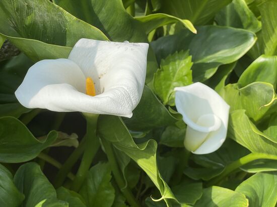 Callas wachsen hier überall.