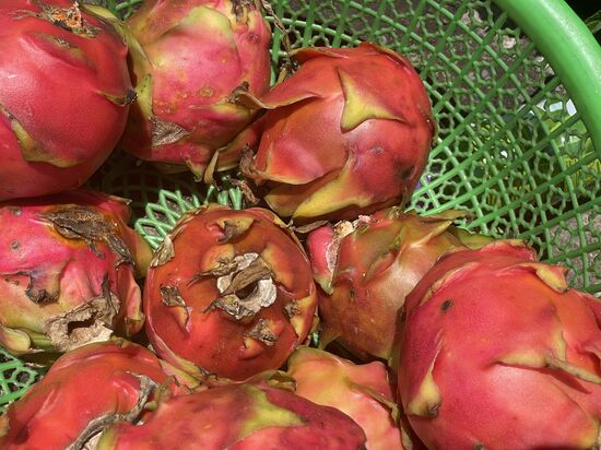 Drachenfrüchte - Pitayas