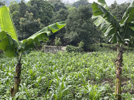 eine typische Milpa mit Mais und Bohnen und ein paar Bananenstrauden