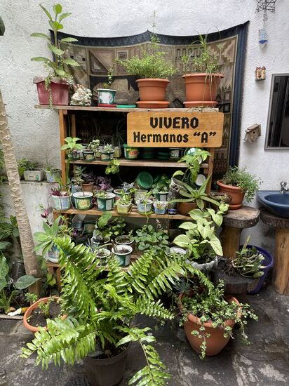 Die jungen Pflanzen verkaufen Miguel Angel und Alex gemeinsam. Darum der Name  Hermanos A - Gebrüder A Aus dem Erlös unterstützen sie arme Menschen, denen David gelegentlich etwas zu Essen spendiert. 
Meine Buben müssen wissen, was Armut bedeutet, auch wenn sie diese nie mehr so spüren werden, wie ich es als Kind erlebt habe, erklärt er mir.