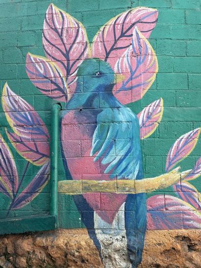 Und wieder der Quetzal. Er ist eine Art Kuckuck, ist schillernd smaragdgrün kombiniert mit blau und rot. Seine extrem langen Schwanzfedern, waren nur den Königen der Mayas vorenthalten. In der Natur sieht man ihn sehr selten, da er sehr scheu ist.