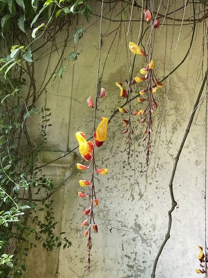 Thunbergia, eine faszinierende Blume, der man hier überall begegnet.