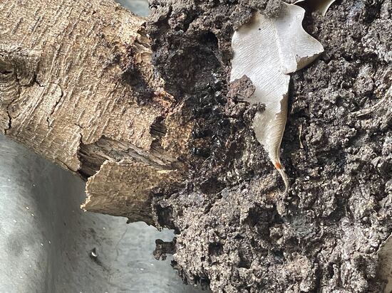 Congo negro ein schwarzes Bienenvolk ohne Stachel