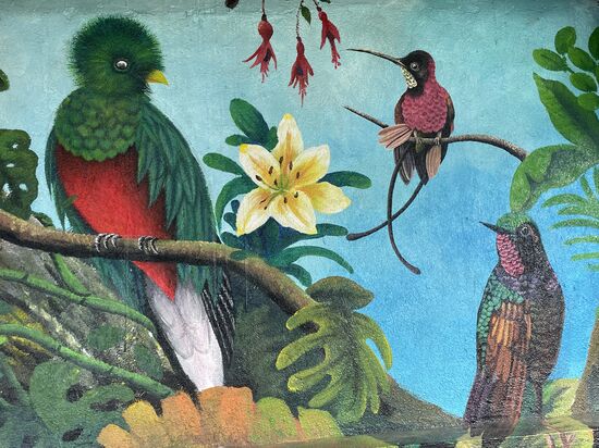der Quetzal, der 'heilige' Vogel Guatemalas